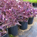 purple-wandering-jew-tradescantia-pallida-purple-heart
