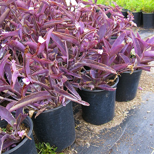 Purple Heart (Purple Wandering Jew) - Tradescantia pallida 'Purple Heart'