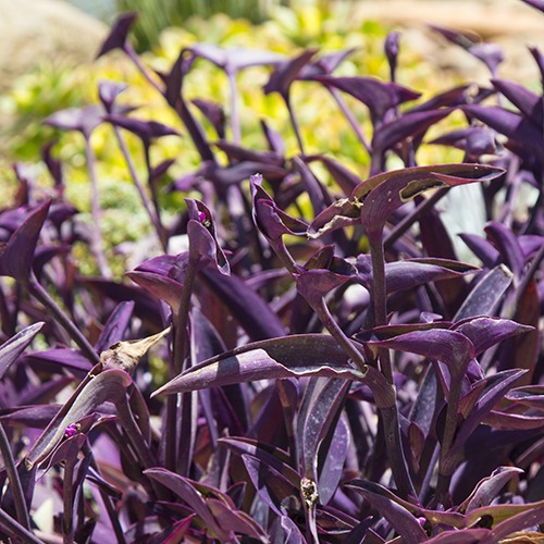 Purple Heart (Purple Wandering Jew) - Tradescantia pallida 'Purple Heart'
