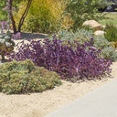 purple-wandering-jew-tradescantia-pallida-purple-heart