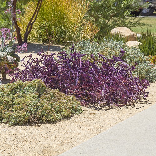 Purple Heart (Purple Wandering Jew) - Tradescantia pallida 'Purple Heart'