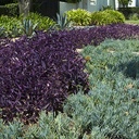 purple-wandering-jew-tradescantia-pallida-purple-heart