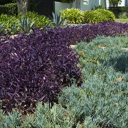 Purple Heart (Purple Wandering Jew) - Tradescantia pallida 'Purple Heart'