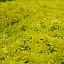gold-moss-sedum-sedum-de-oro