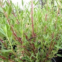 blue-sage-salvia-clevelandii-winifred-gilman