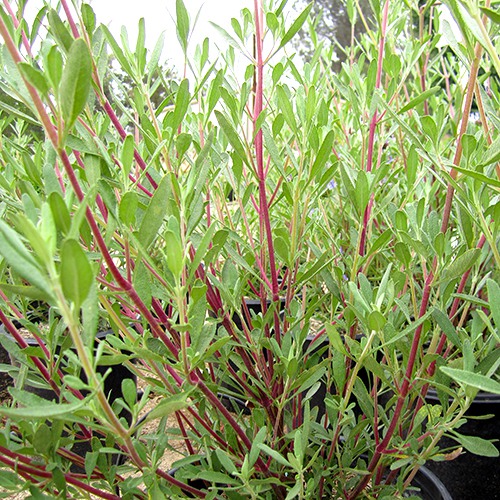 Blue Sage - Salvia clevelandii 'Winifred Gilman'