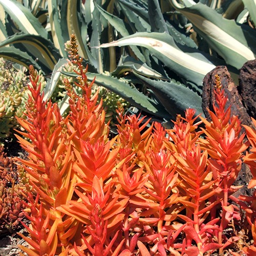 Campfire Crassula - Crassula capitella 'Campfire'