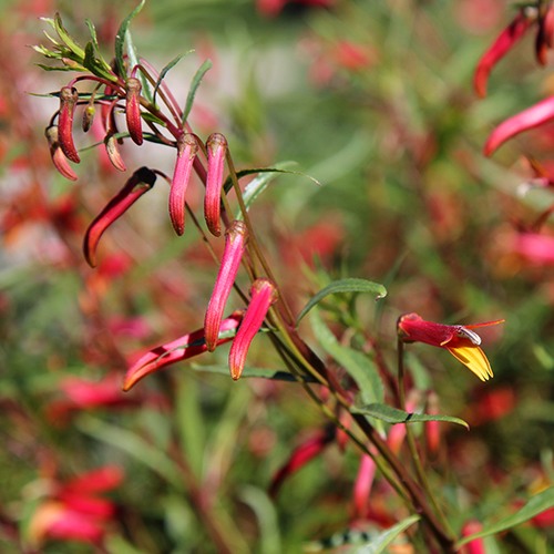 Mexican Cardinal