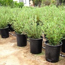 Blue Sage