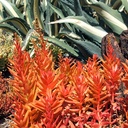 Campfire Crassula