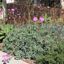 Rock Purslane