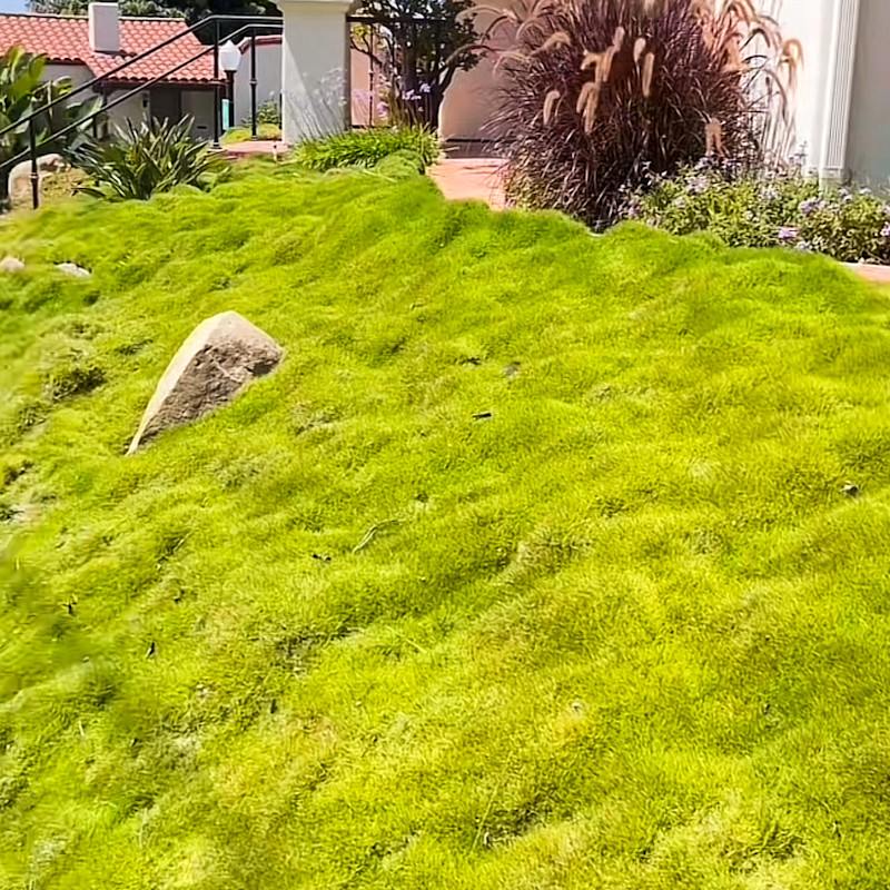Korean Grass