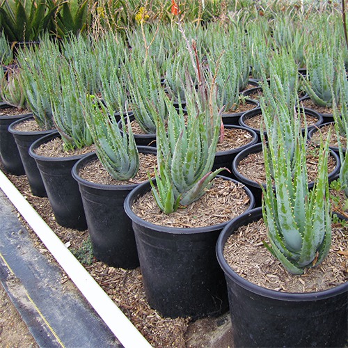 Blue Elf Aloe