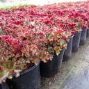 Crimson Curls Coral Bells