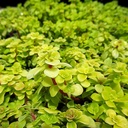 Limelight Japanese Stonecrop