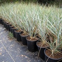 Canyon Prince Wild Rye