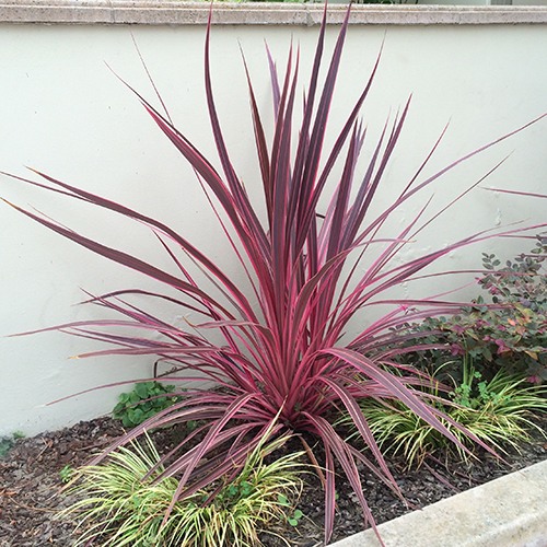 Electric Pink Cordyline