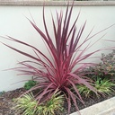 Electric Pink Cordyline