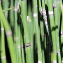 Horsetail
