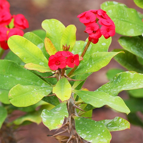 Crown of Thorns