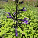 Anise Scented Sage