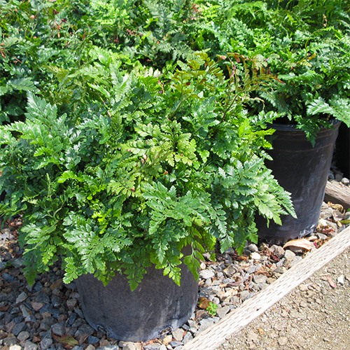 Leatherleaf Fern