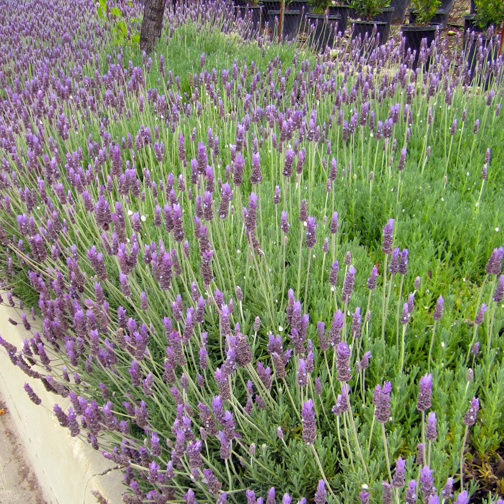 Spanish Lavender