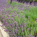Spanish Lavender