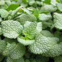 Spottled Nettle