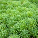 Spanish Stonecrop