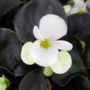 Bronze Leaf White Begonia