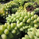 Burrito Sedum (Donkey Tail Plant)(Stonecrop)