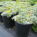 Woolly Yarrow