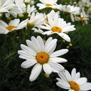 Marguerite Daisy