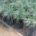 Silver Dragon Lilyturf