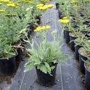 Fern Leaf Yarrow