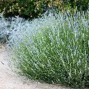 Blue Lavandin