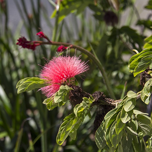 Pink Powder Puff