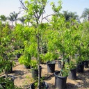 Goldmine Nectarine Tree
