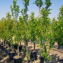 Santa Rosa Plum Tree