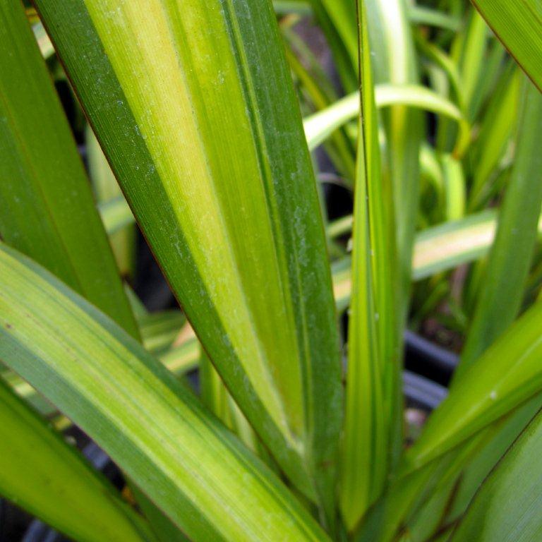 New Zealand Flax
