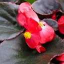 Begonia sp.