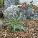 Firecracker Penstemon