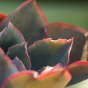 Afterglow Echeveria