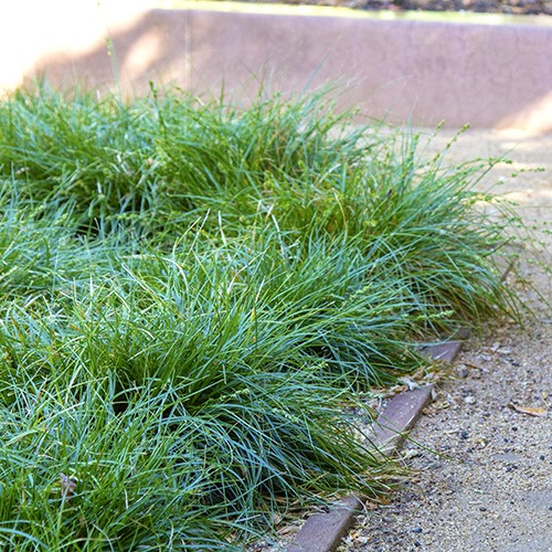 Berkeley Sedge