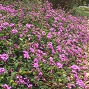 Purple Trailing Lantana