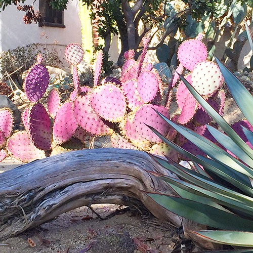 Santa Rita Purple Prickly Pear
