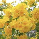 Yellow Bells