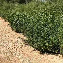 Baccharis pilularis 'Pigeon Point'