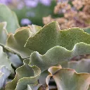 Velvet Elephant Ear